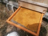 Sušený včelí peľ 460g - PET obal